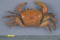 藏品(凶狠圓軸蟹)的圖片